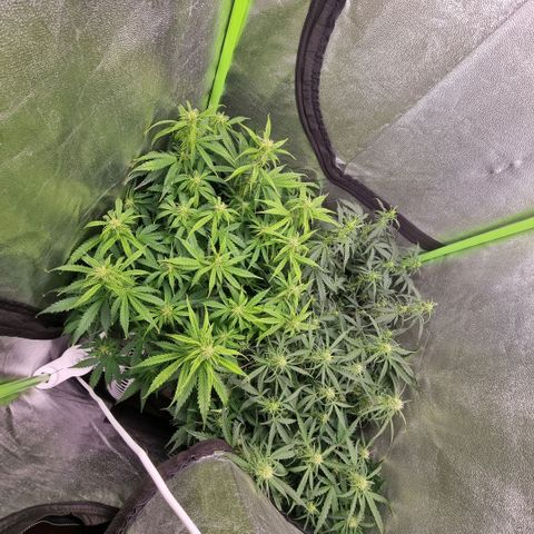 Gorila glue Auto growlog timeline photo
