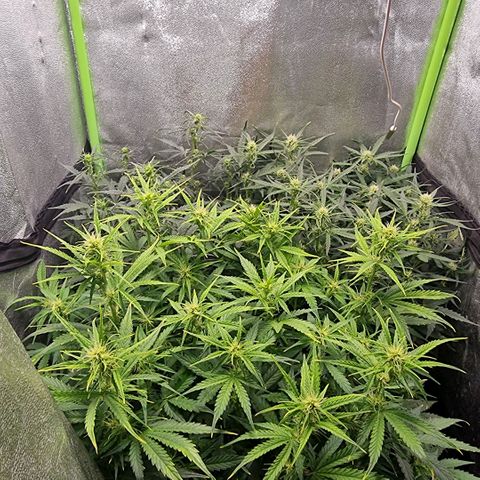 Gorila glue Auto growlog timeline photo