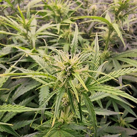 Gorila glue Auto growlog timeline photo