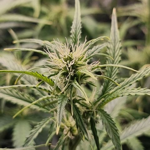 Gorila glue Auto growlog timeline photo