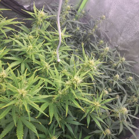 Gorila glue Auto growlog timeline photo
