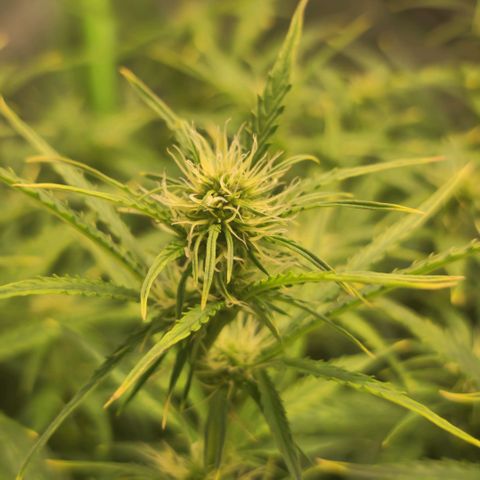 Gorila glue Auto growlog timeline photo