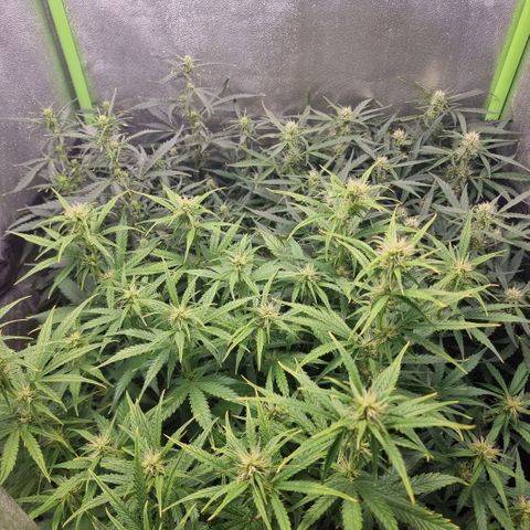 Gorila glue Auto growlog timeline photo