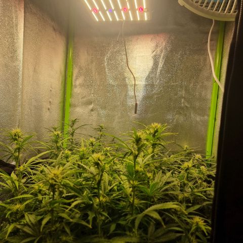 Gorila glue Auto growlog timeline photo