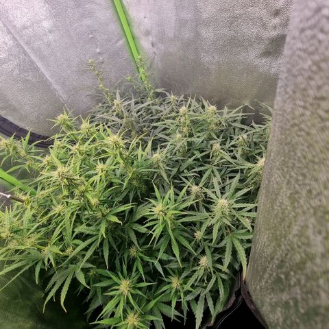 Gorila glue Auto growlog timeline photo