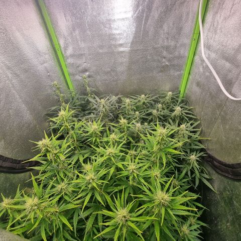 Gorila glue Auto growlog timeline photo