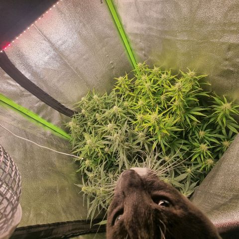 Gorila glue Auto growlog timeline photo