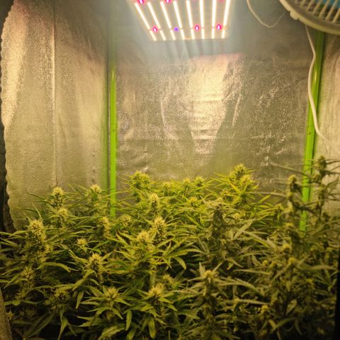 Gorila glue Auto growlog timeline photo