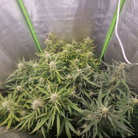 Gorila glue Auto growlog timeline photo