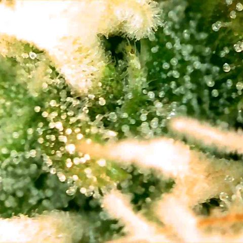 Gorila glue Auto growlog timeline photo