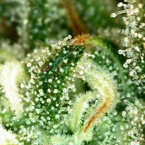 Gorila glue Auto growlog timeline photo