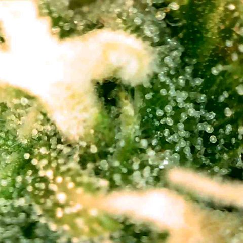 Gorila glue Auto growlog timeline photo
