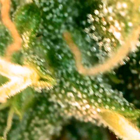 Gorila glue Auto growlog timeline photo