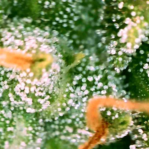 Gorila glue Auto growlog timeline photo