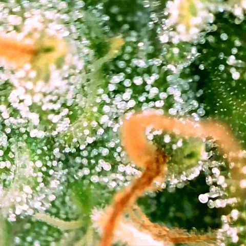 Gorila glue Auto growlog timeline photo
