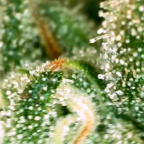 Gorila glue Auto growlog timeline photo