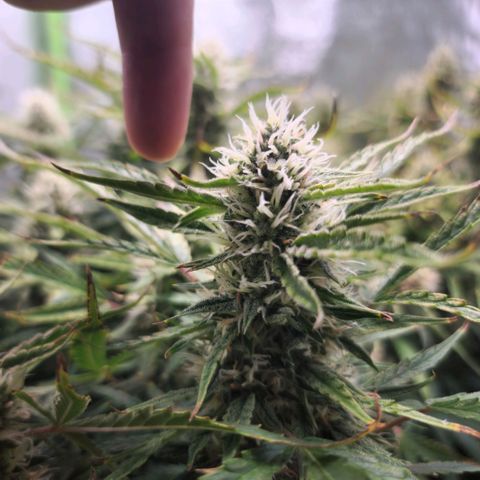 Gorila glue Auto growlog timeline photo