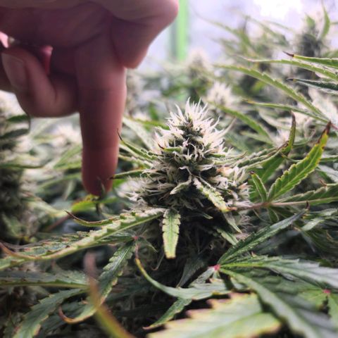 Gorila glue Auto growlog timeline photo