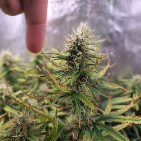 Gorila glue Auto growlog timeline photo