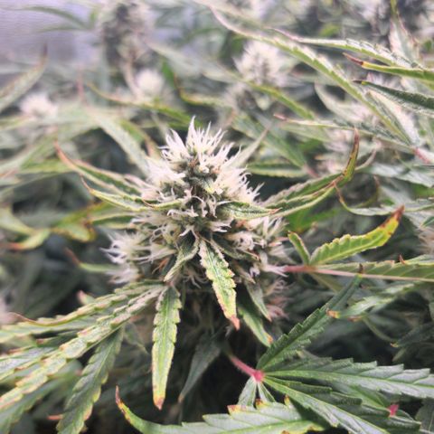 Gorila glue Auto growlog timeline photo