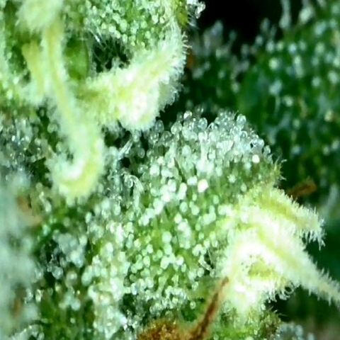 Gorila glue Auto growlog timeline photo
