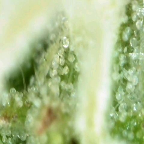 Gorila glue Auto growlog timeline photo