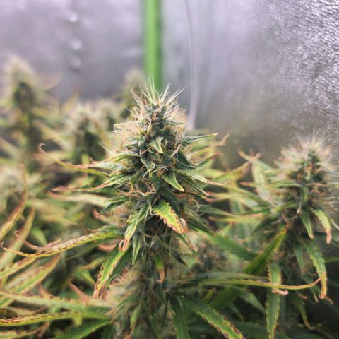 Gorila glue Auto growlog timeline photo