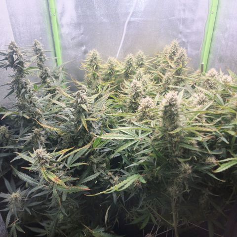 Gorila glue Auto growlog timeline photo