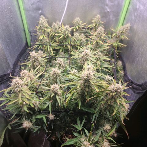 Gorila glue Auto growlog timeline photo