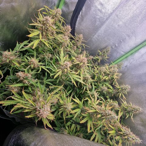 Gorila glue Auto growlog timeline photo