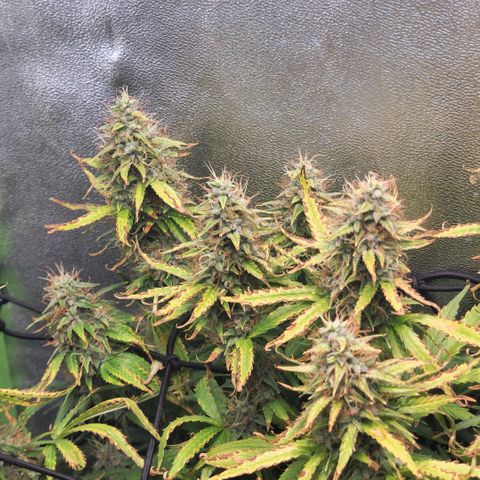 Gorila glue Auto growlog timeline photo