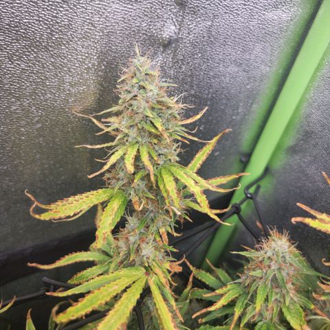 Gorila glue Auto growlog timeline photo