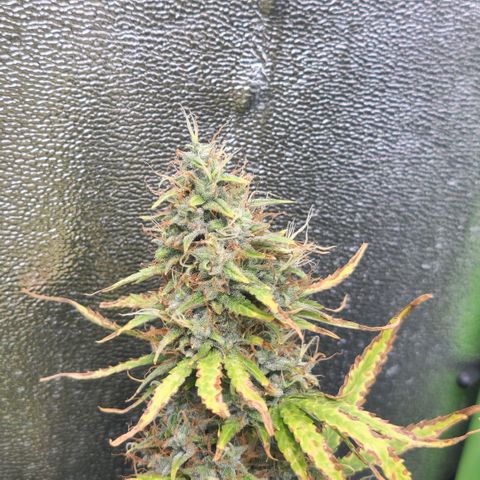 Gorila glue Auto growlog timeline photo