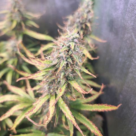 Gorila glue Auto growlog timeline photo