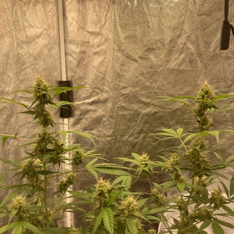 Blue Cheese growlog timeline photo