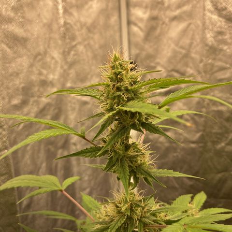 Blue Cheese growlog timeline photo