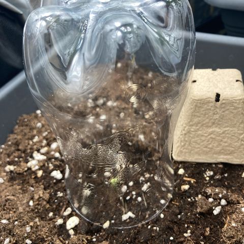 Blue Cheese growlog timeline photo
