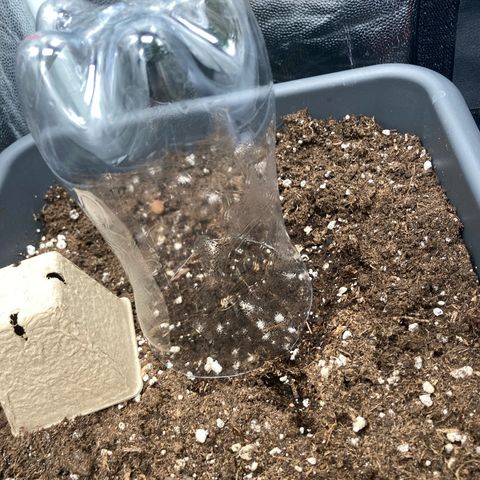Blue Cheese growlog timeline photo
