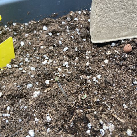 Blue Cheese growlog photo: No 1 good no2 still in shell ? Mhh