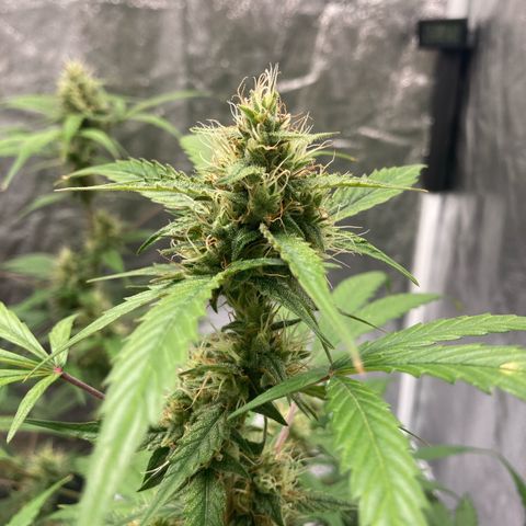 Blue Cheese growlog timeline photo