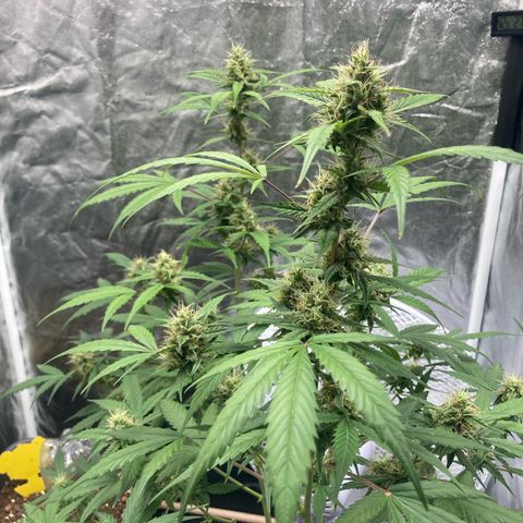 Blue Cheese growlog timeline photo