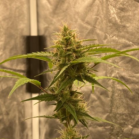 Blue Cheese growlog timeline photo