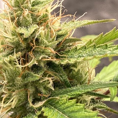 Blue Cheese growlog timeline photo
