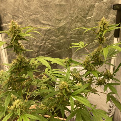 Blue Cheese growlog timeline photo