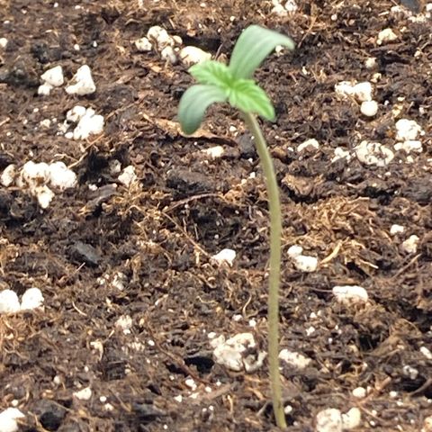 Blue Cheese growlog timeline photo
