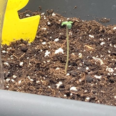 Blue Cheese growlog timeline photo
