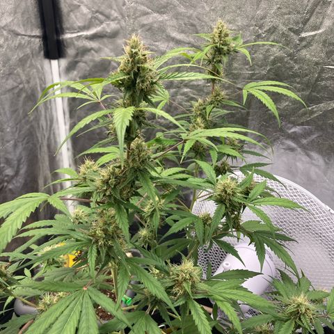 Blue Cheese growlog timeline photo