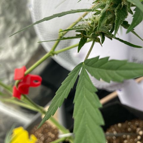Blue Cheese growlog timeline photo