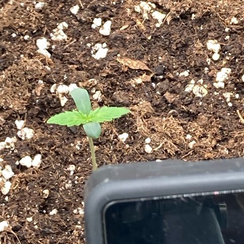 Blue Cheese growlog timeline photo