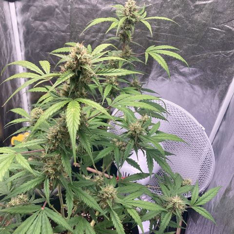 Blue Cheese growlog timeline photo